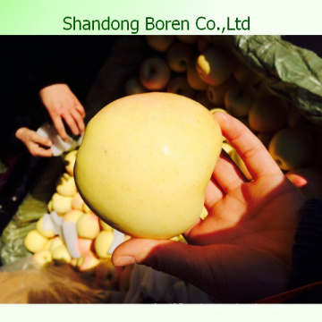 2015 chino fresco dulce Golden Delicious Apple